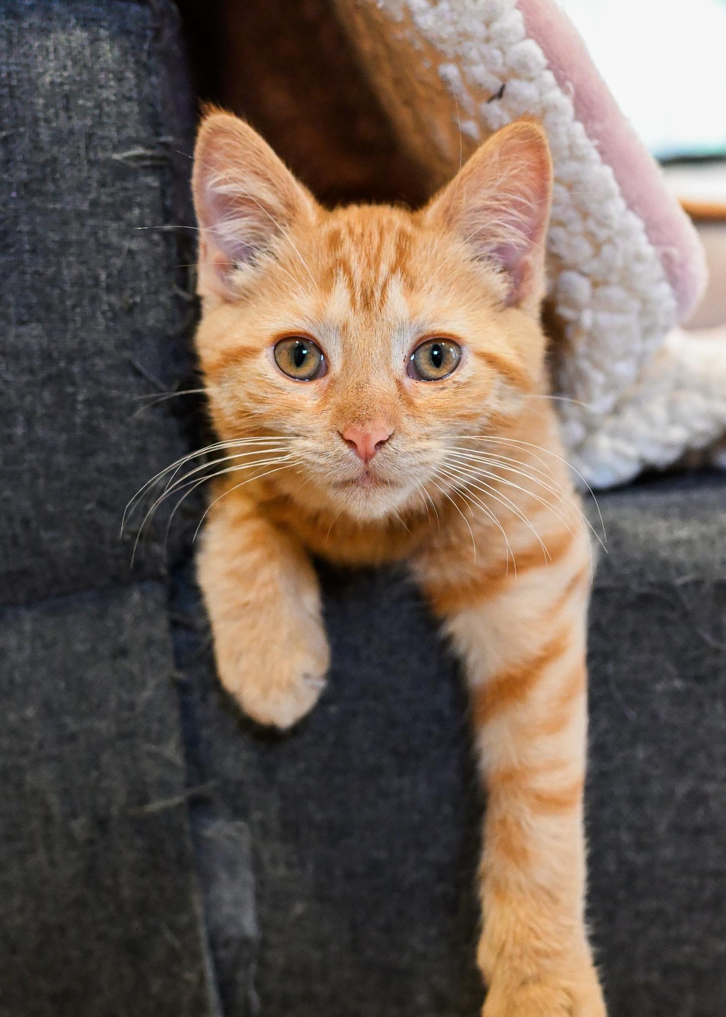 Enlarge Matilda, a Adoptable Tabby in Bowling Green, OH image 2/2
