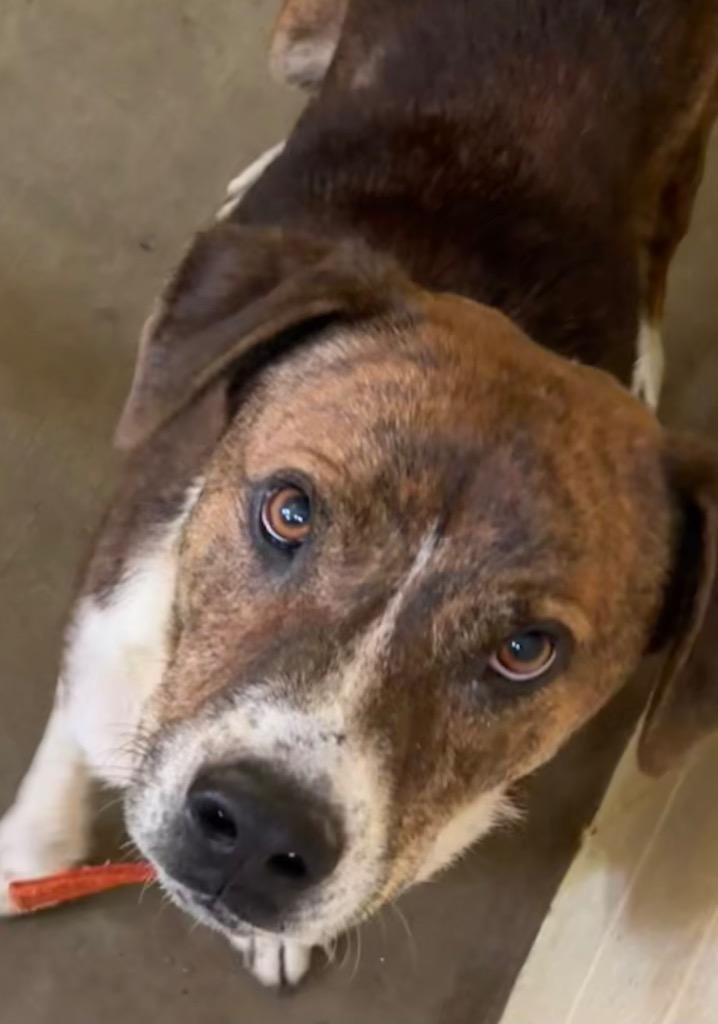 MURDOCK, Adoptable, Adult Male Hound.