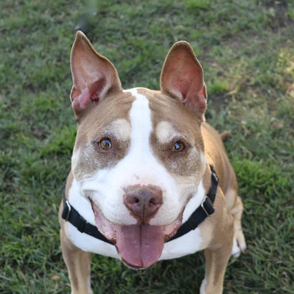 Enlarge Rolo, a Adoptable mixed breed in Oakland, CA image 1/6