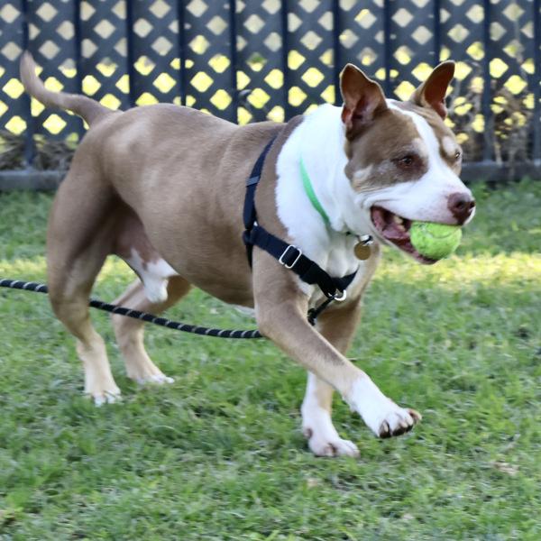 Enlarge Rolo, a Adoptable mixed breed in Oakland, CA image 2/6
