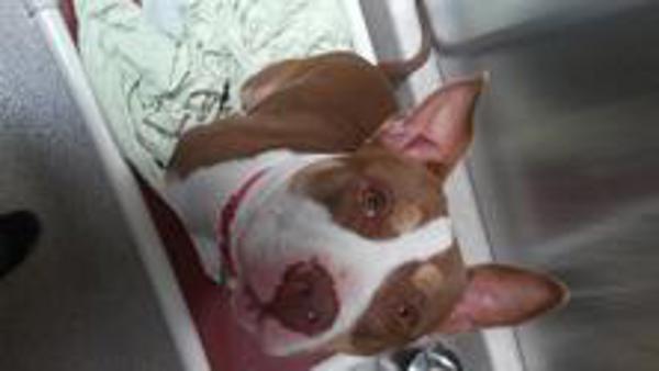 Enlarge Rolo, a Adoptable mixed breed in Oakland, CA image 3/6