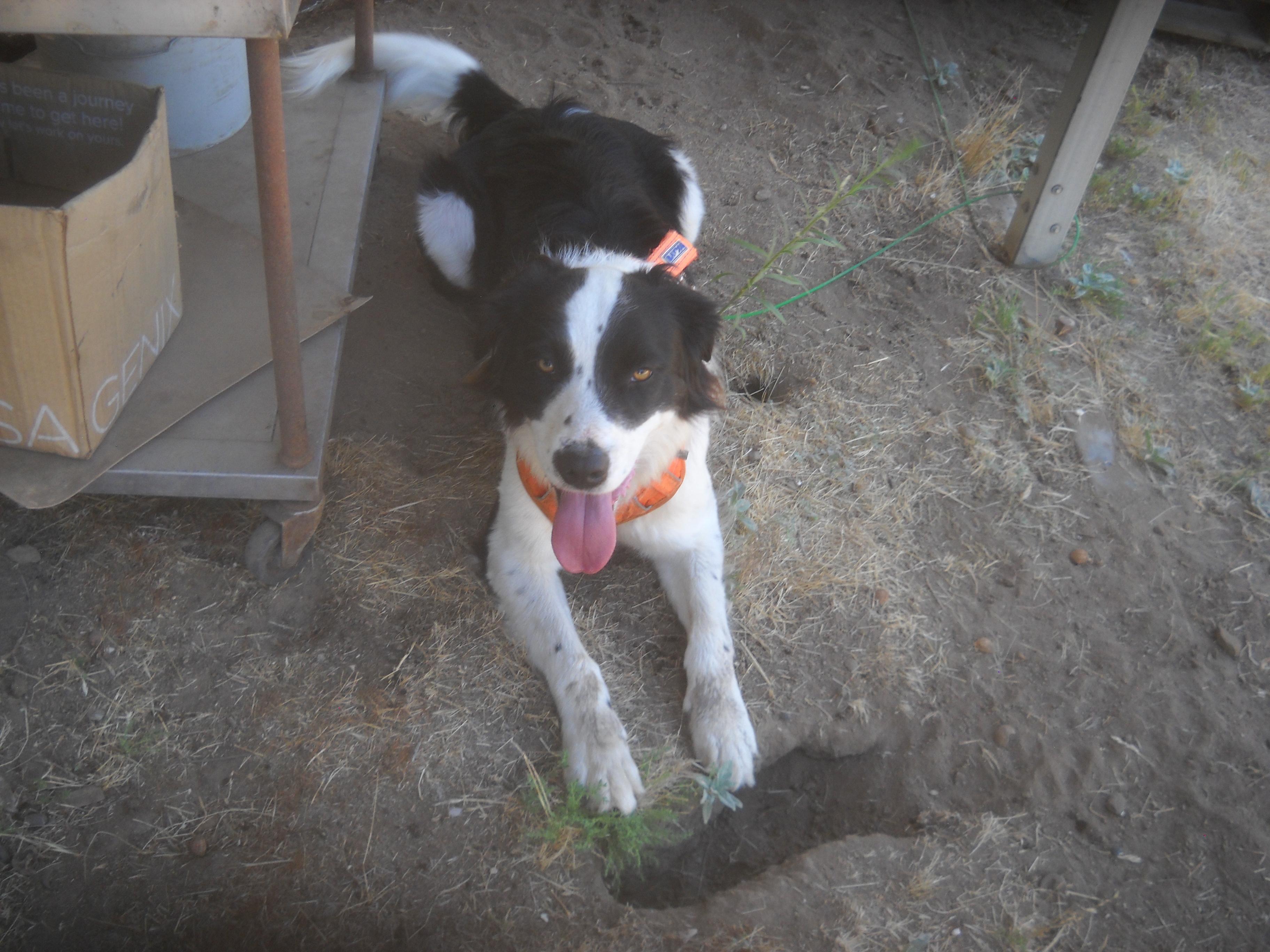 Border Collie Mix Brothers Max and Cody 2025 Oakhurst, CA