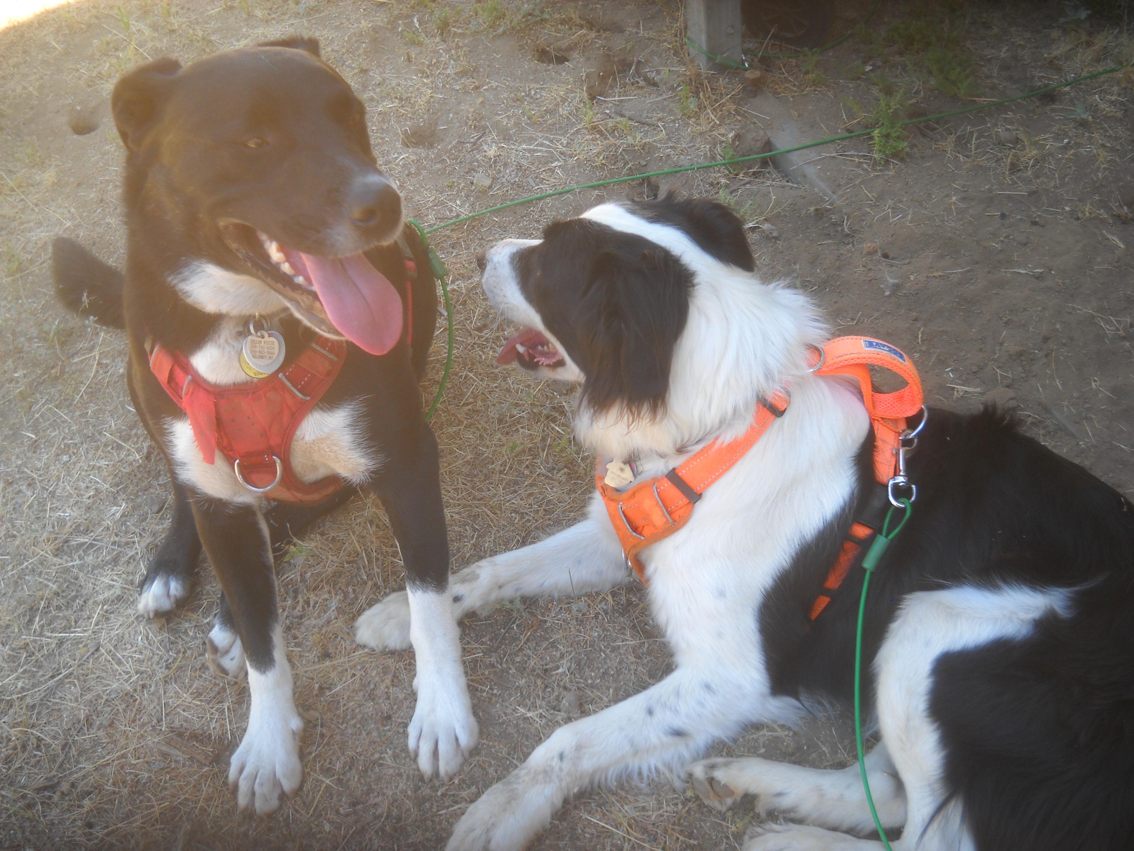 Enlarge Border Collie Mix Brothers Max and Cody 2025 Oakhurst, CA, a Adoptable mixed breed in Oakhurst, CA image 2/5