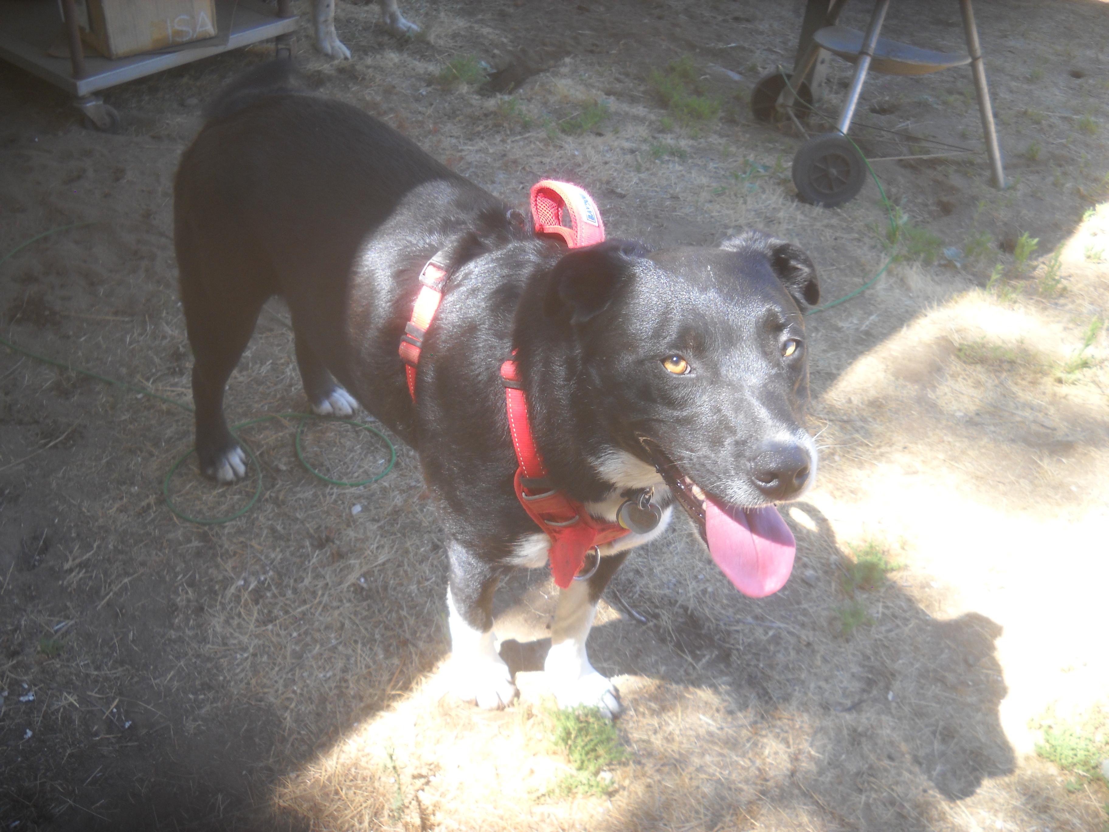 Border Collie Mix Brothers Max and Cody 2025 Oakhurst, CA
