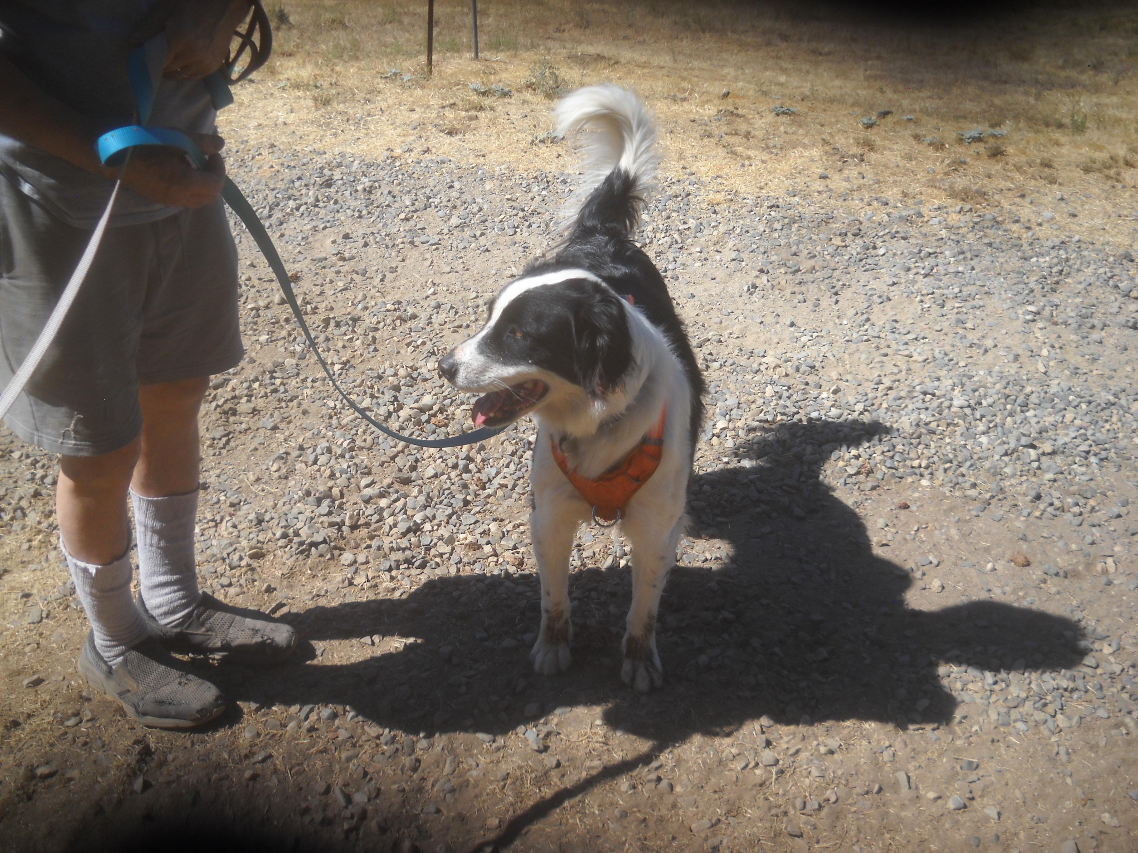 Border Collie Mix Brothers Max and Cody 2025 Oakhurst, CA