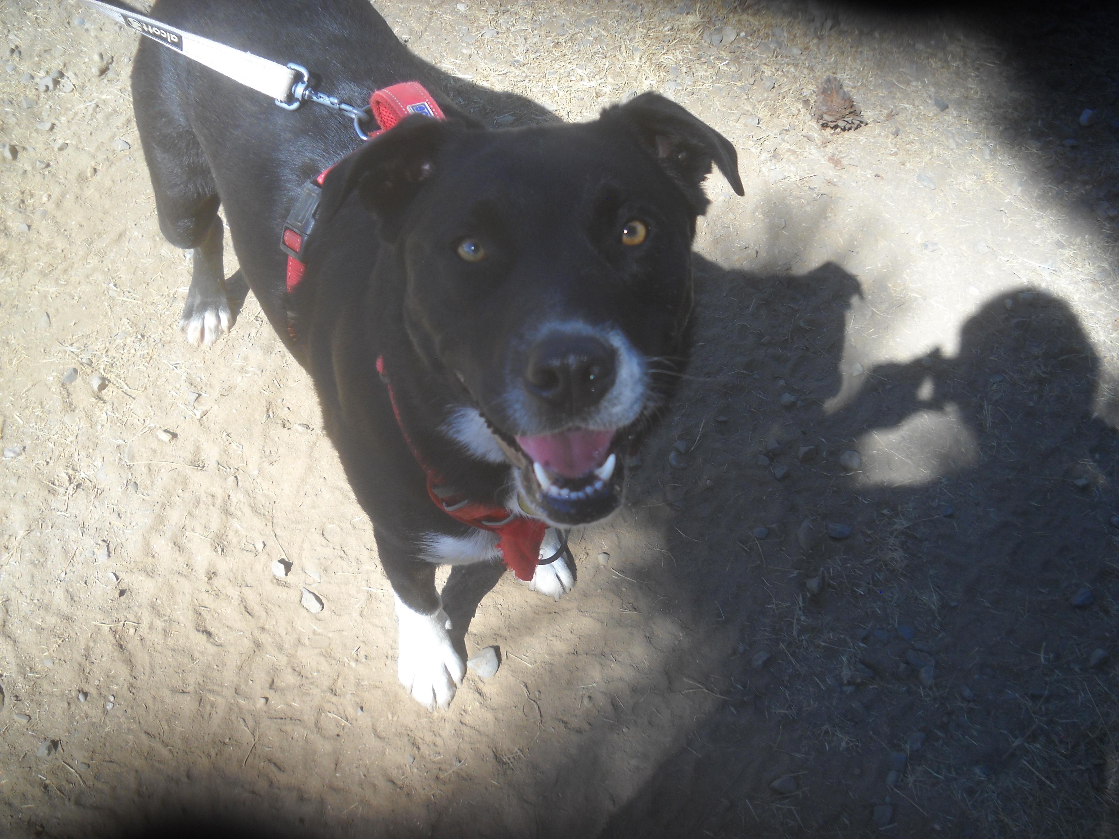 Border Collie Mix Brothers Max and Cody 2025 Oakhurst, CA