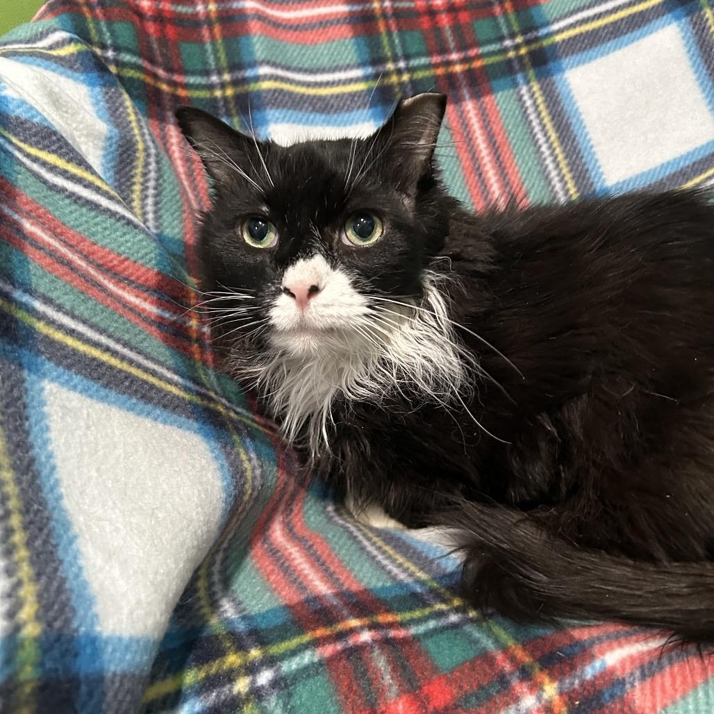 Enlarge Cringer, a Adoptable Domestic Short Hair in Oyster Bay, NY image 1/3