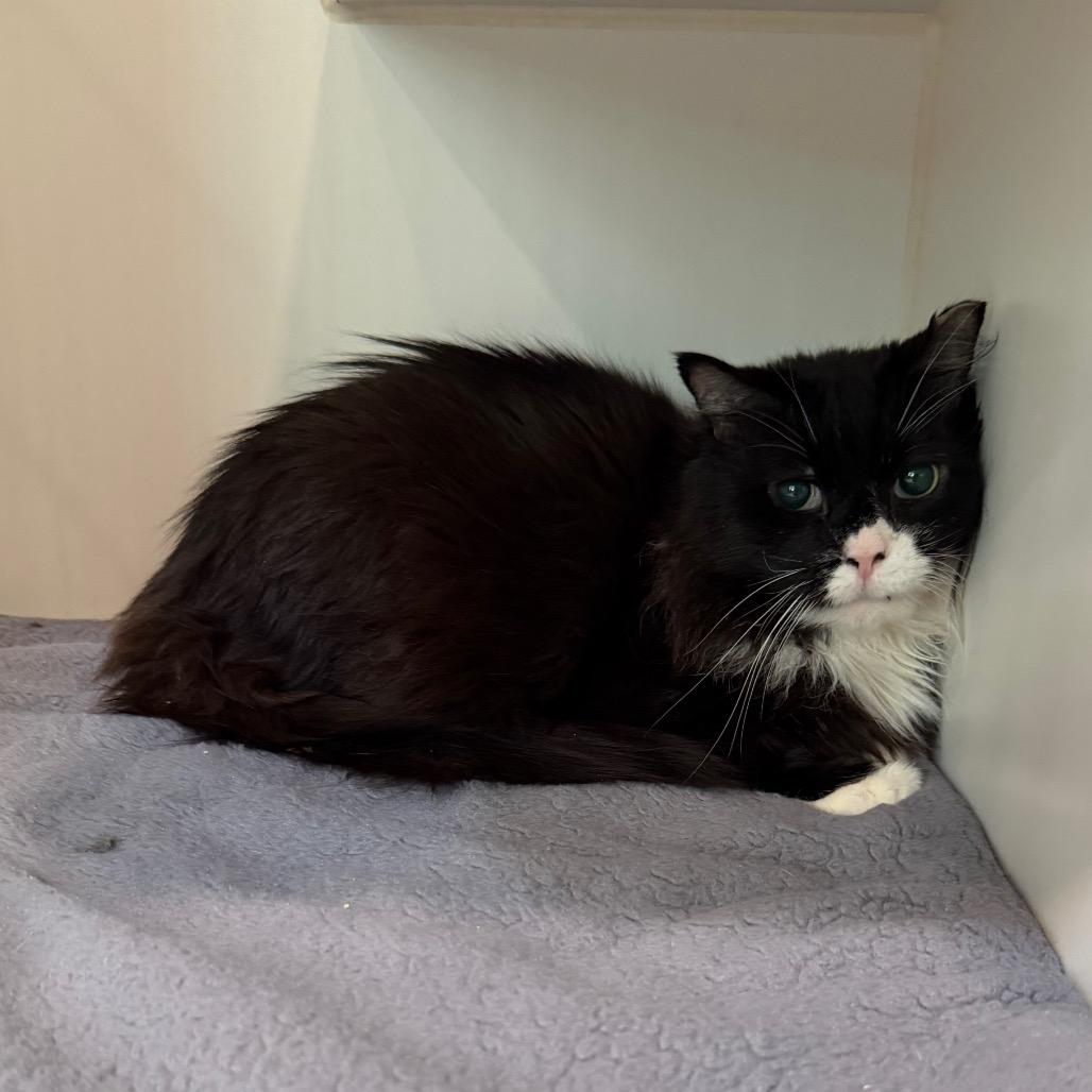 Cringer, a Adoptable Domestic Short Hair in Oyster Bay, NY image 2/6