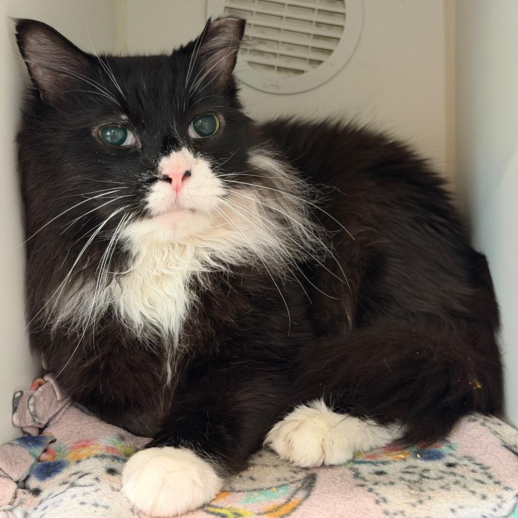 Cringer, a Adoptable Domestic Short Hair in Oyster Bay, NY image 3/6