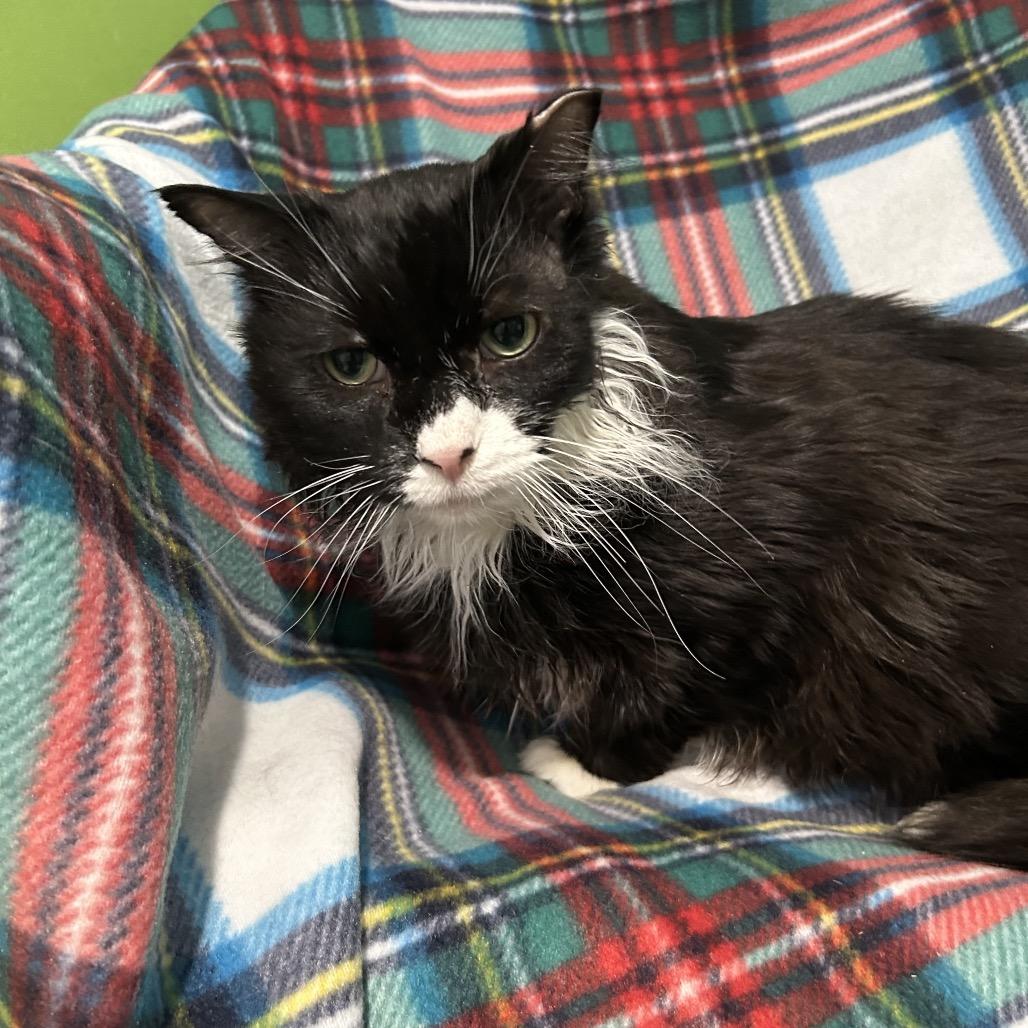 Enlarge Cringer, a Adoptable Domestic Short Hair in Oyster Bay, NY image 2/3