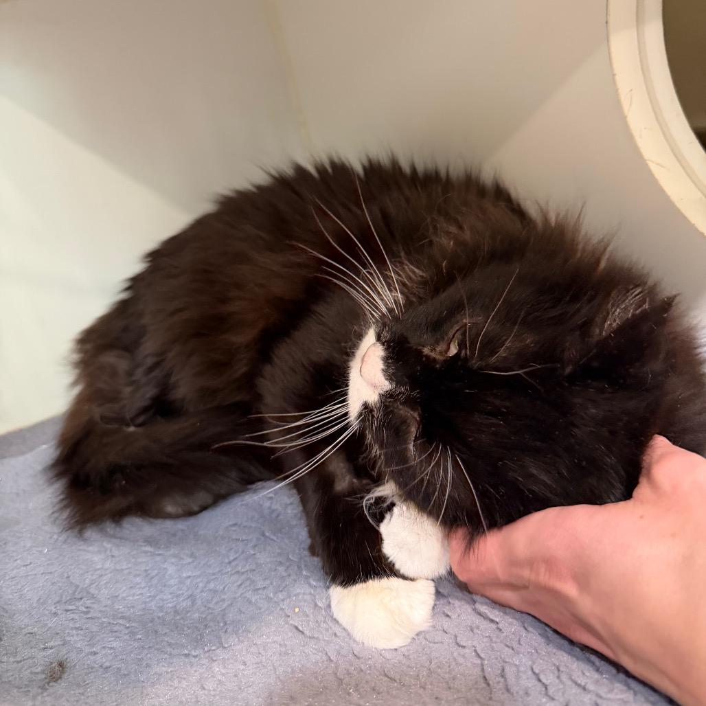 Cringer, a Adoptable Domestic Short Hair in Oyster Bay, NY image 5/6