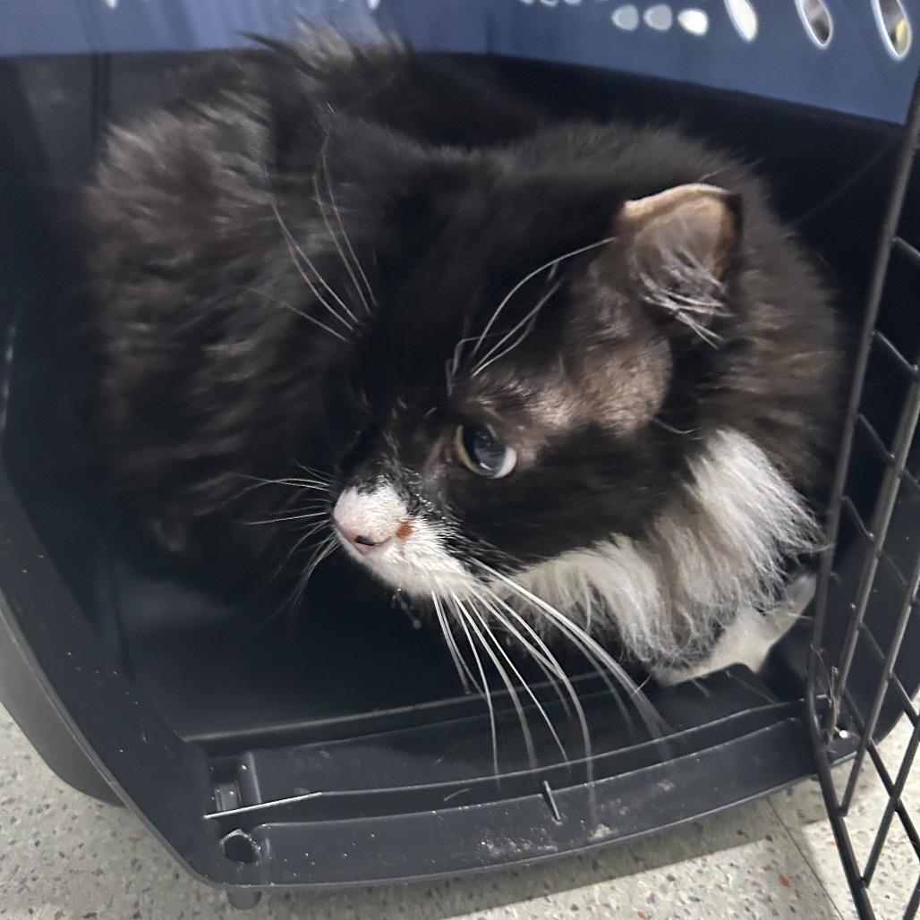 Enlarge Cringer, a Adoptable Domestic Short Hair in Oyster Bay, NY image 3/3