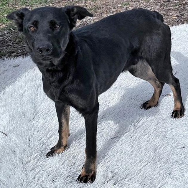 Enlarge Gunner, a Adoptable mixed breed in Columbus, IN image 3/3