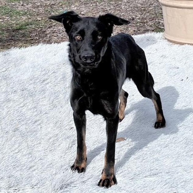 Gunner, Adoptable, Young Male German Shepherd Dog & Mixed Breed.