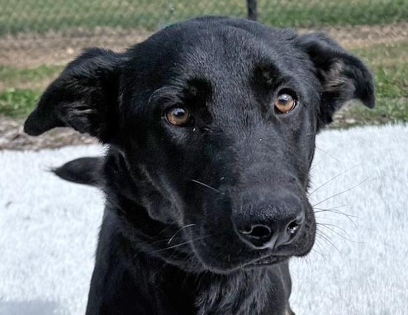 Enlarge Gunner, a Adoptable mixed breed in Columbus, IN image 2/3