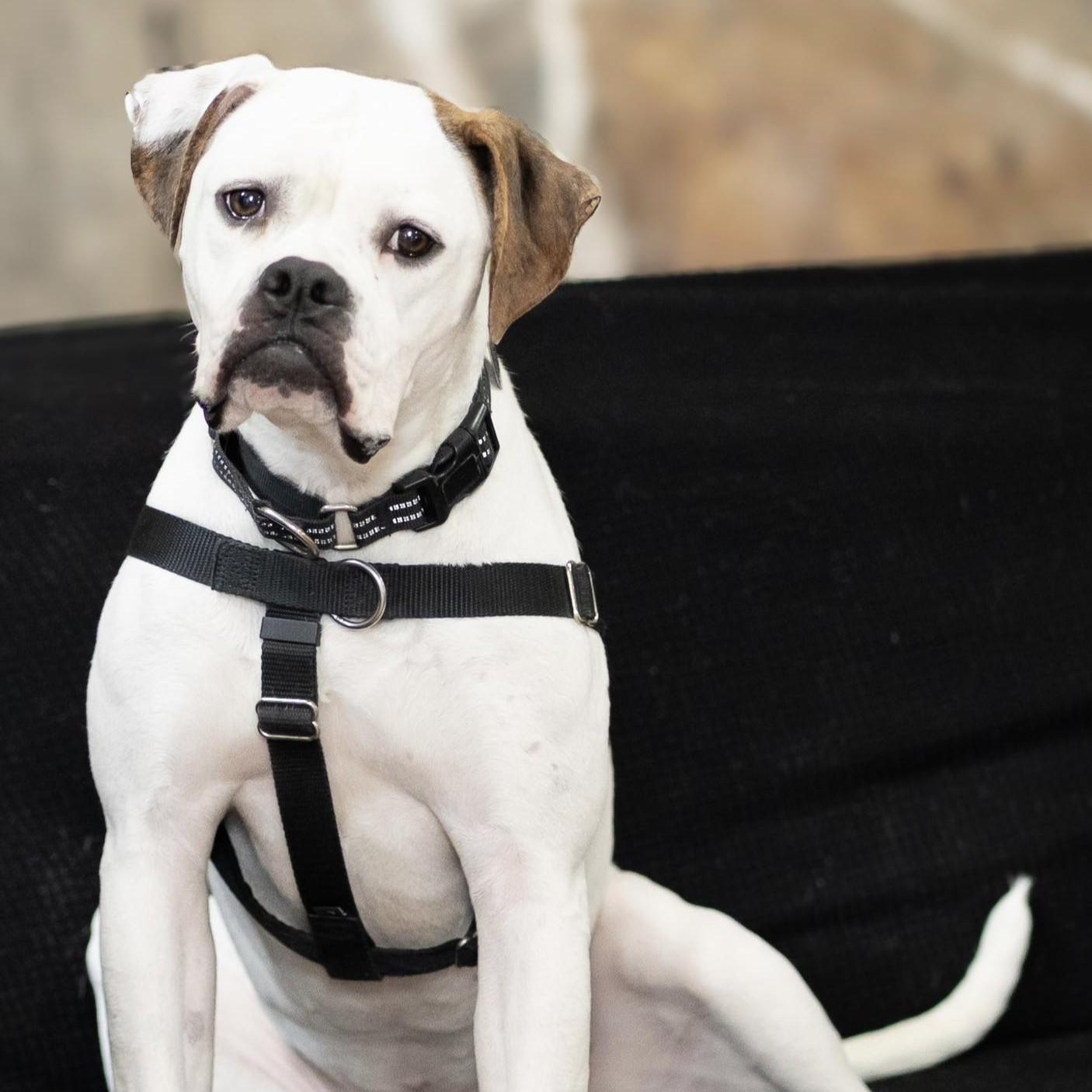 Enlarge Pink, a Adoptable mixed breed in Phoenixville, PA image 3/6