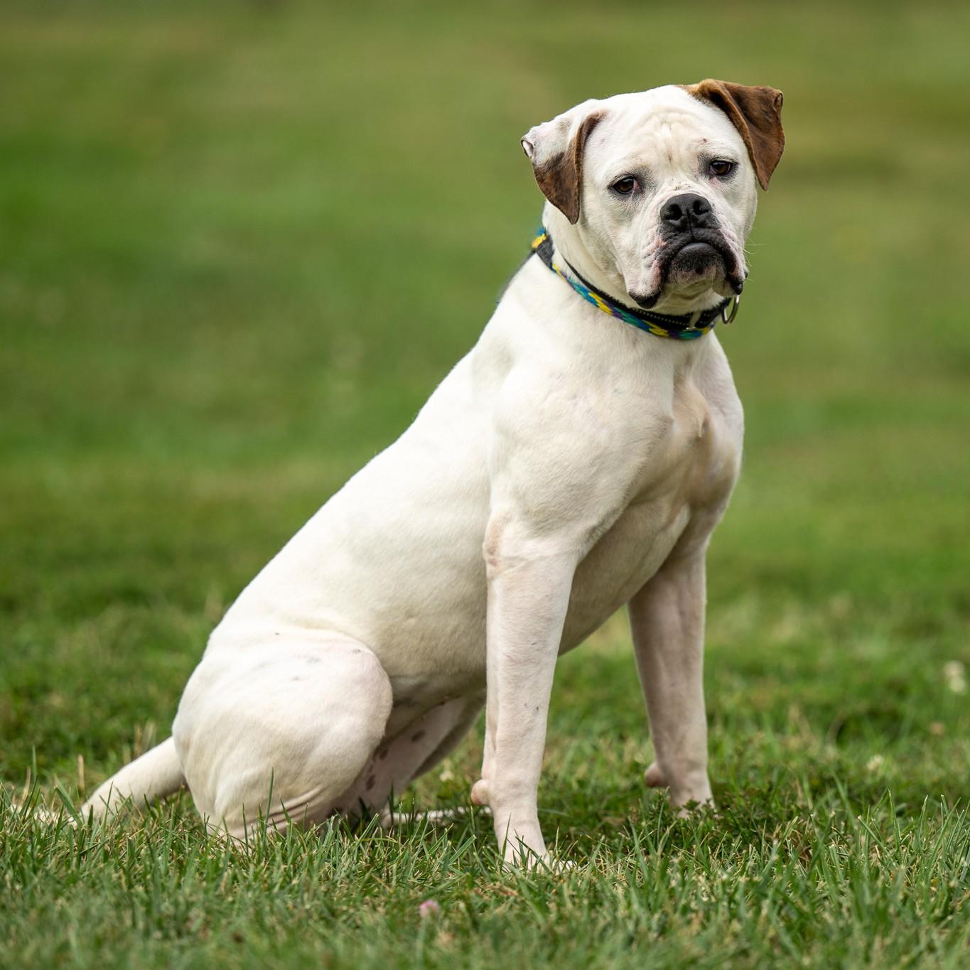 Enlarge Pink, a Adoptable mixed breed in Phoenixville, PA image 4/6