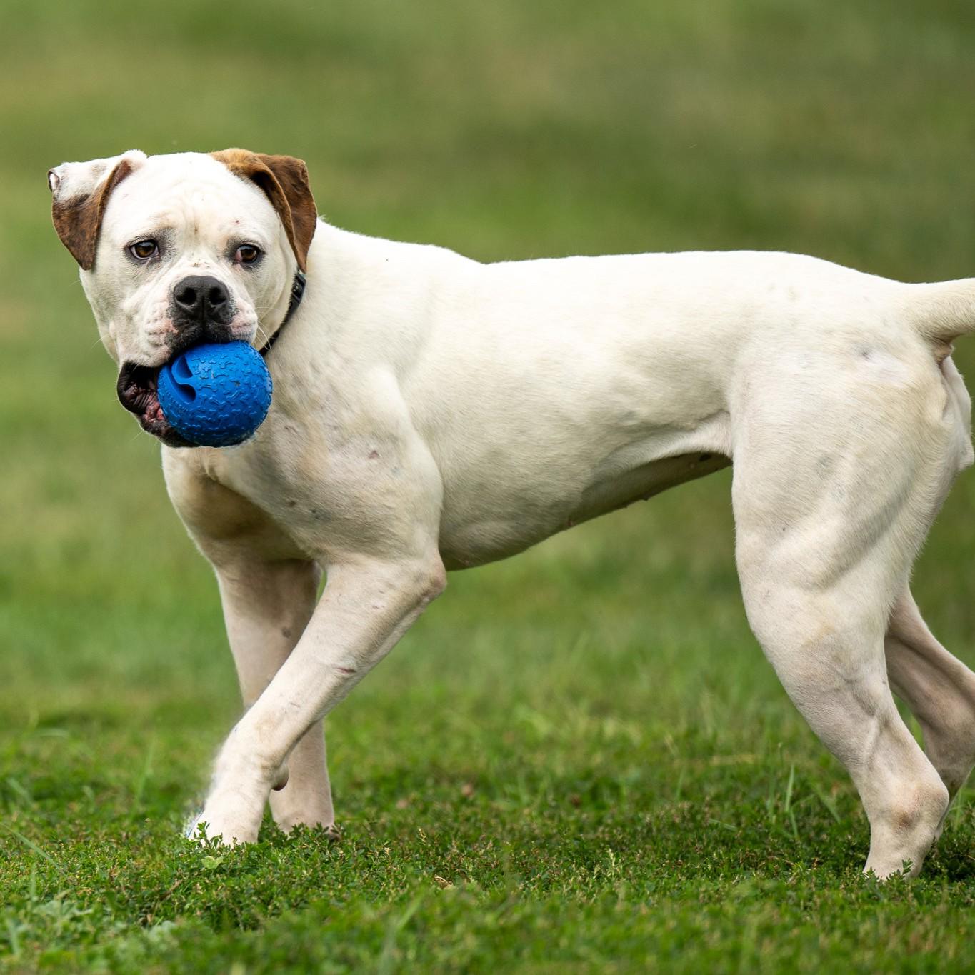 Enlarge Pink, a Adoptable mixed breed in Phoenixville, PA image 6/6
