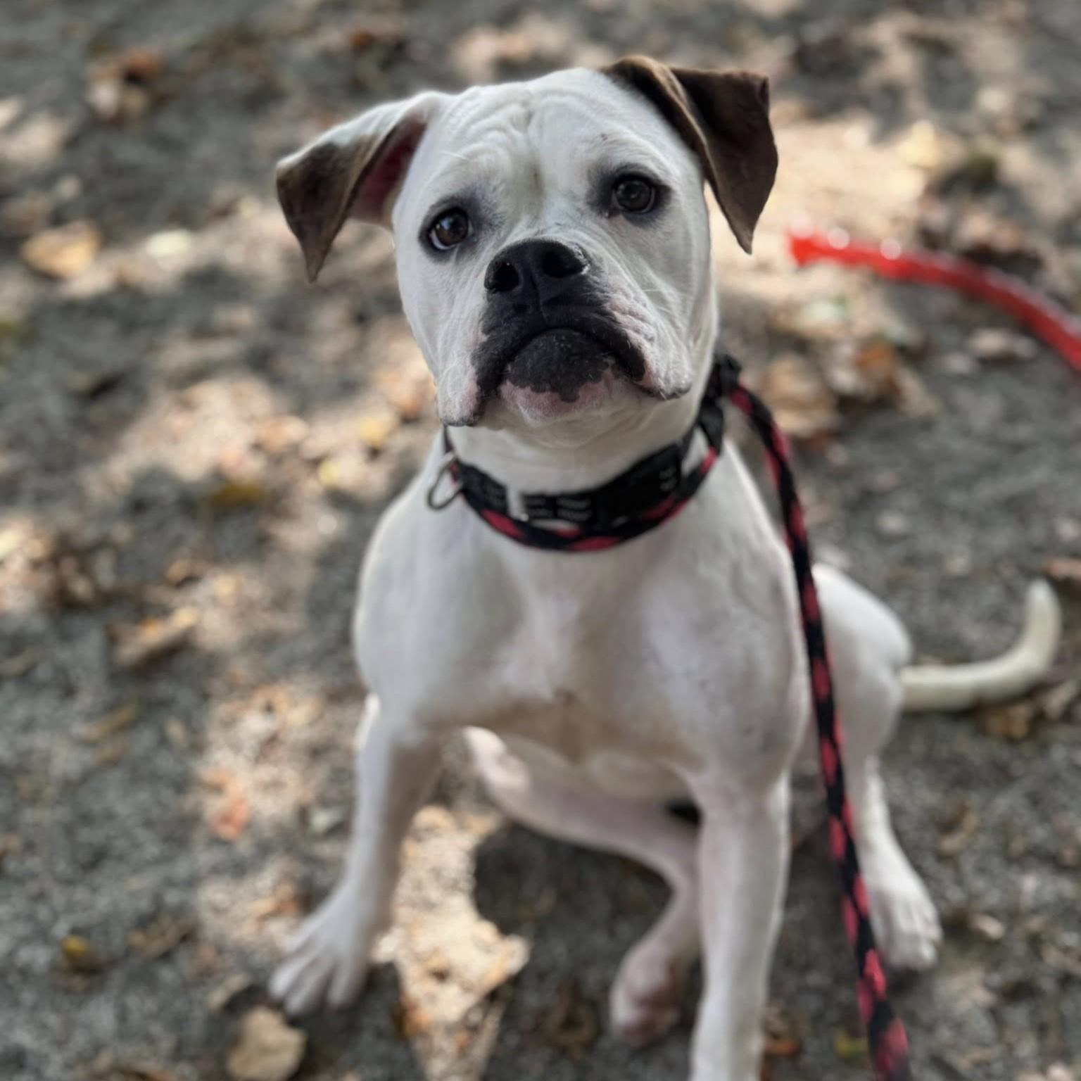 Enlarge Pink, a Adoptable mixed breed in Phoenixville, PA image 5/6