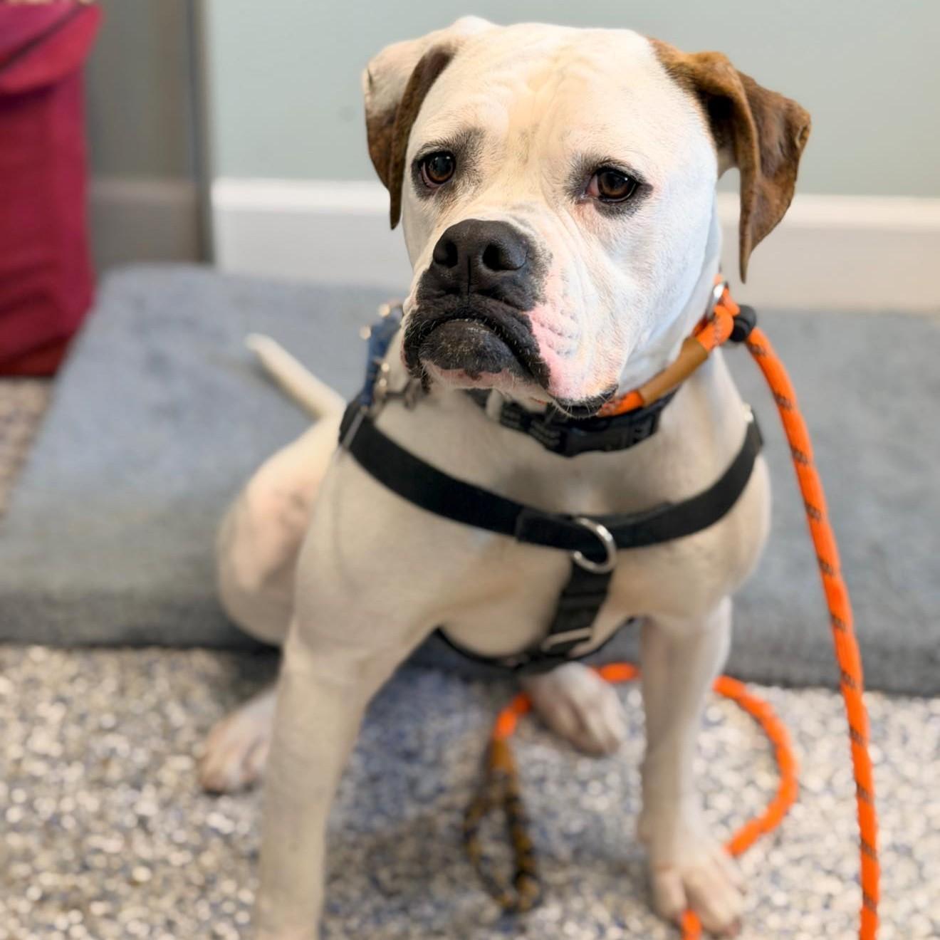 Enlarge Pink, a Adoptable mixed breed in Phoenixville, PA image 2/6