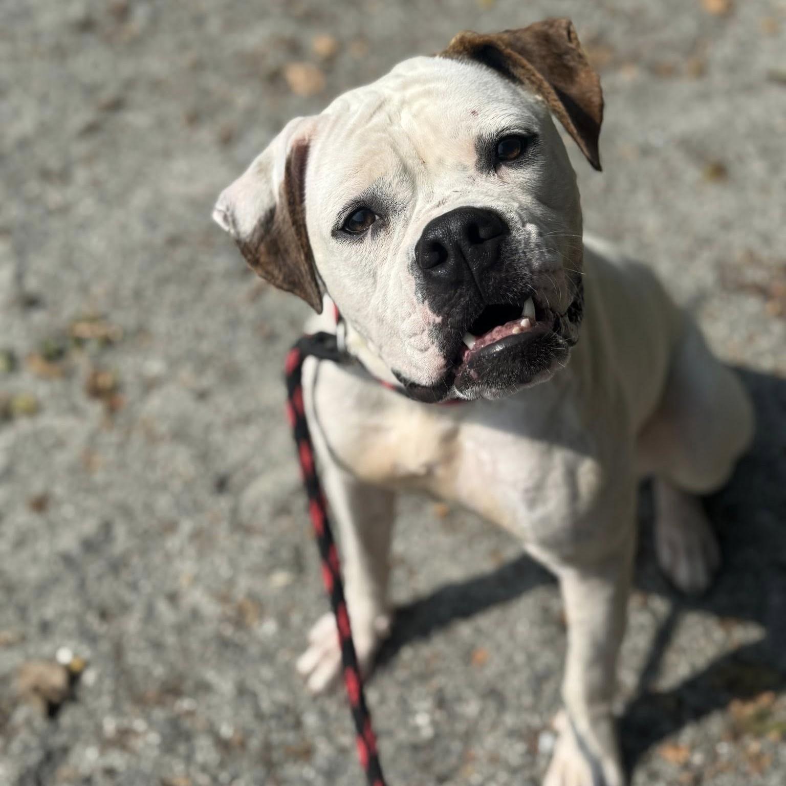 Pink, Adoptable, Young Female Boxer.