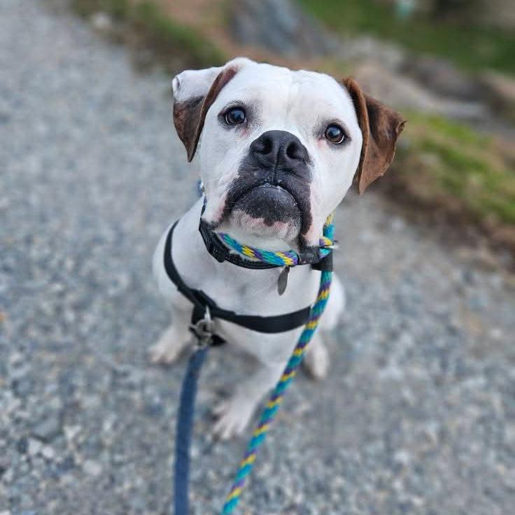 Enlarge Pink, a Adoptable mixed breed in Phoenixville, PA image 1/6