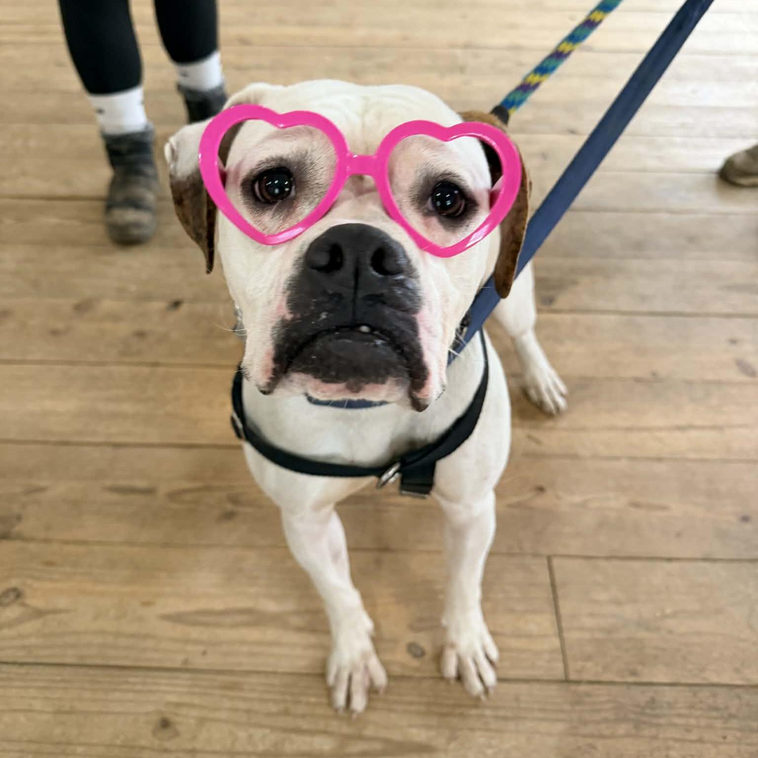 Pink, Adoptable, Young Female Boxer.