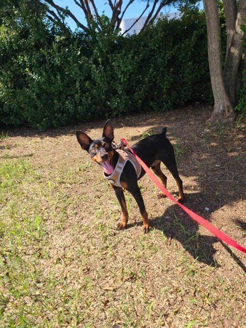 PENNY, Adopted, Young Male Miniature Pinscher.
