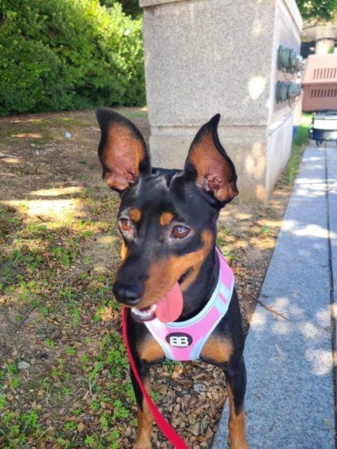 PENNY, a Adopted Miniature Pinscher in Agoura Hills, CA image 2/12
