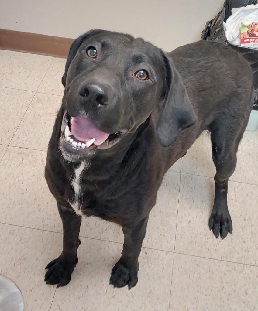 Poncho(Drake), Adoptable, Young Male Labrador Retriever & Treeing Walker Coonhound.