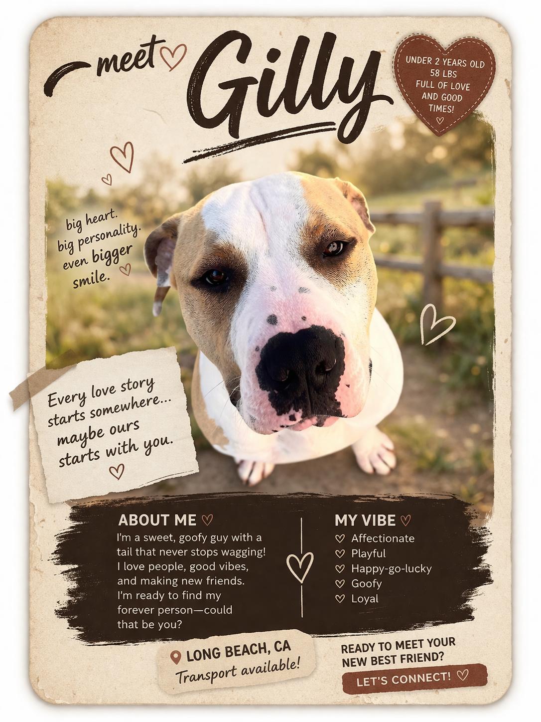 Gilly, Adoptable, Young Male Pit Bull Terrier.