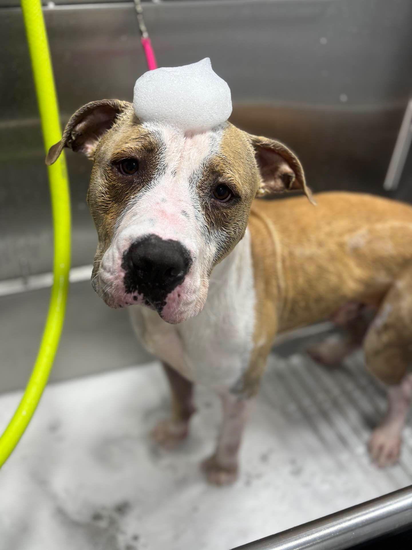 Gilly, a Adoptable Pit Bull Terrier in Sparks, NV image 2/3