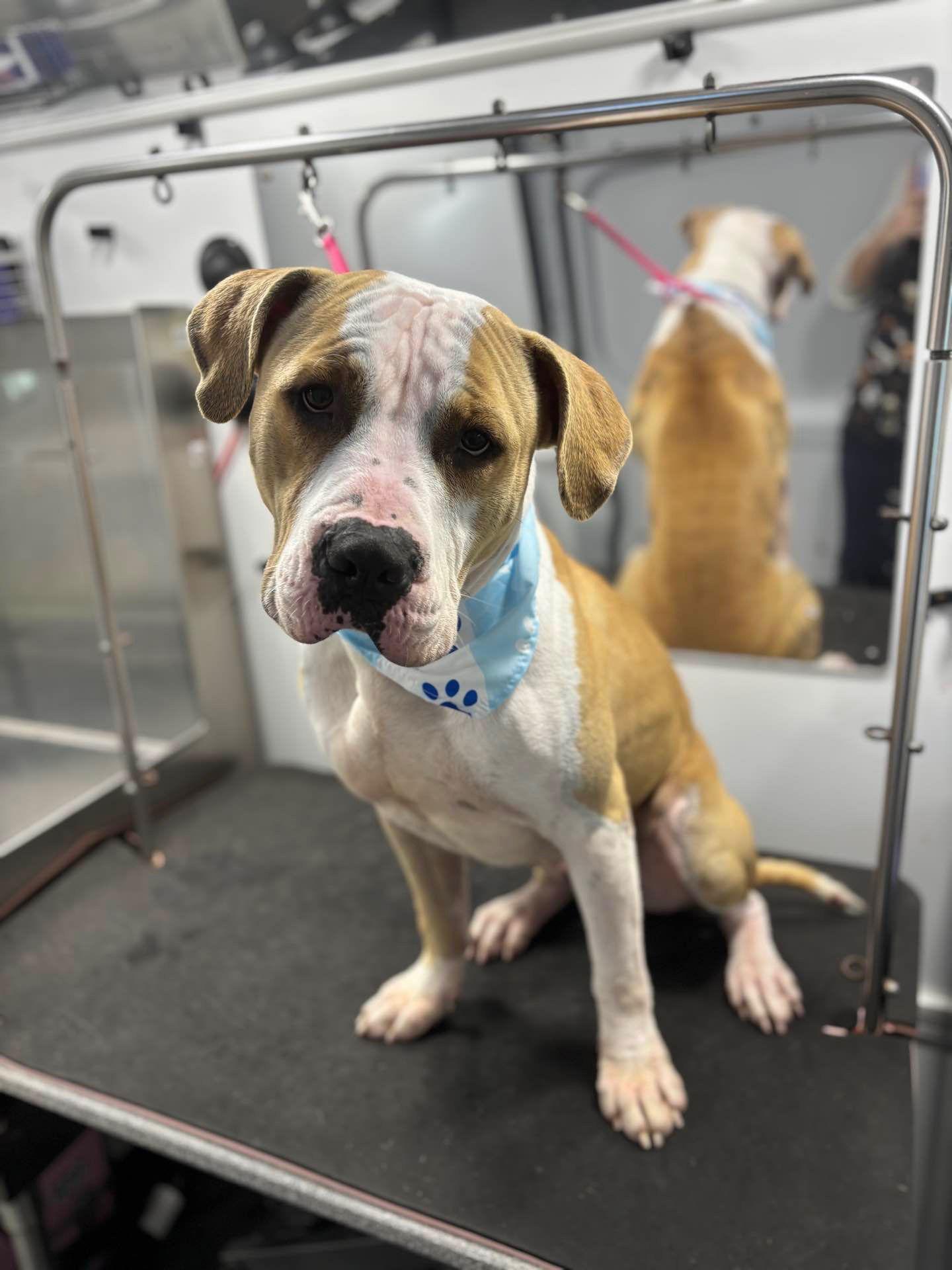 Enlarge Gilly, a Adoptable Pit Bull Terrier in Sparks, NV image 1/3