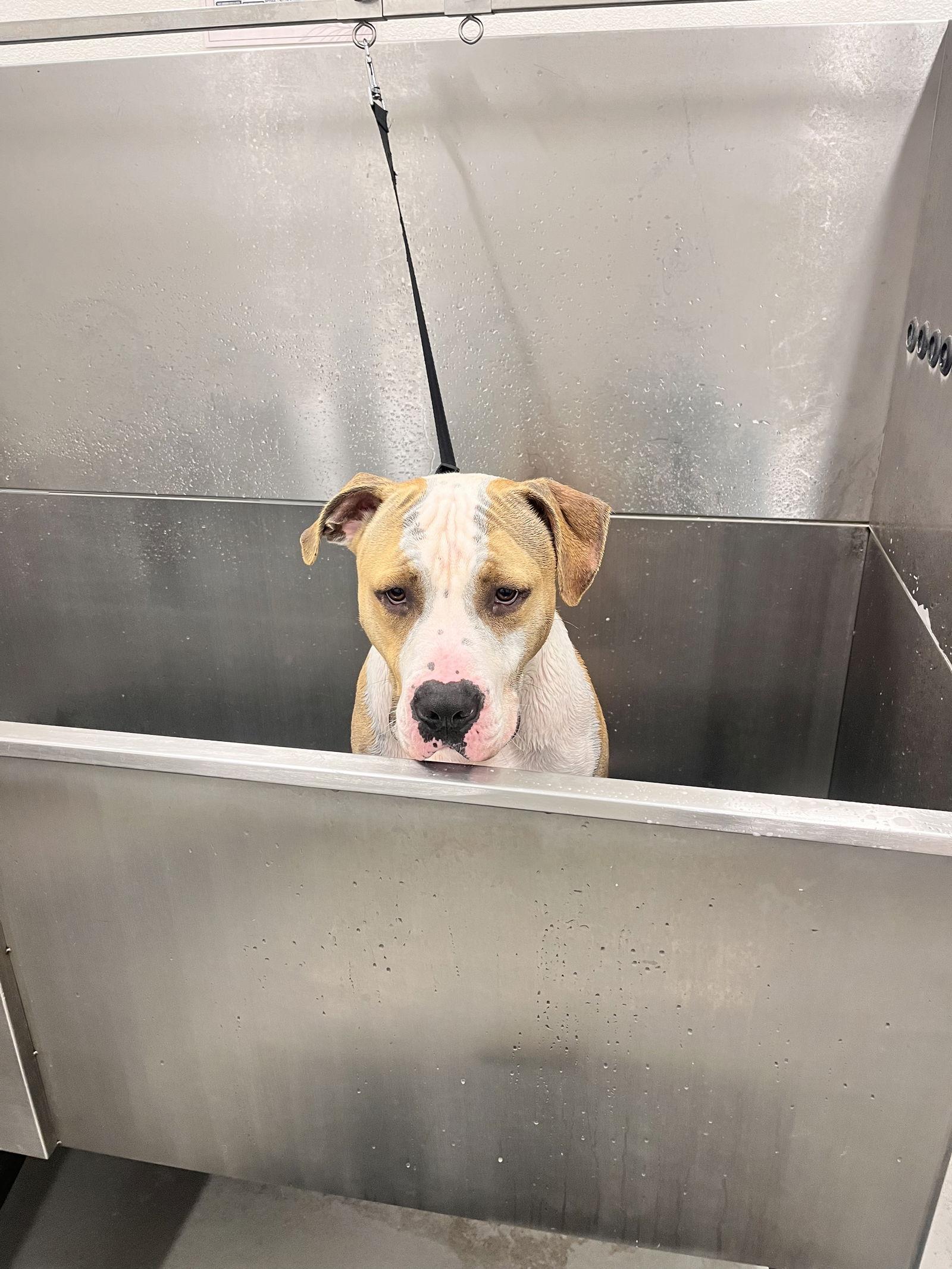 Gilly, a Adoptable Pit Bull Terrier in Sparks, NV image 3/3