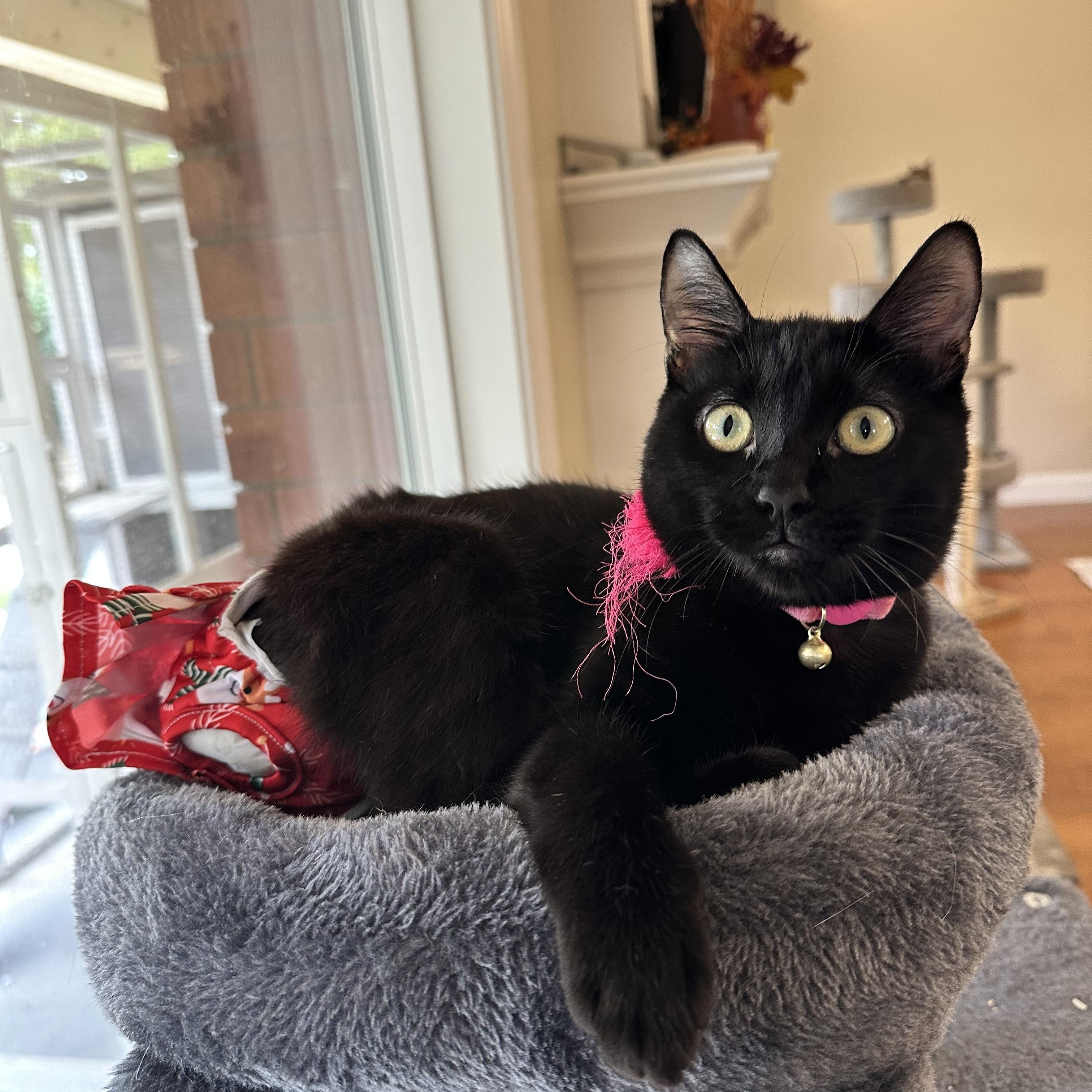 Enlarge Ophelia, a ADOPTABLE Domestic Short Hair in Visalia, CA image 4/6