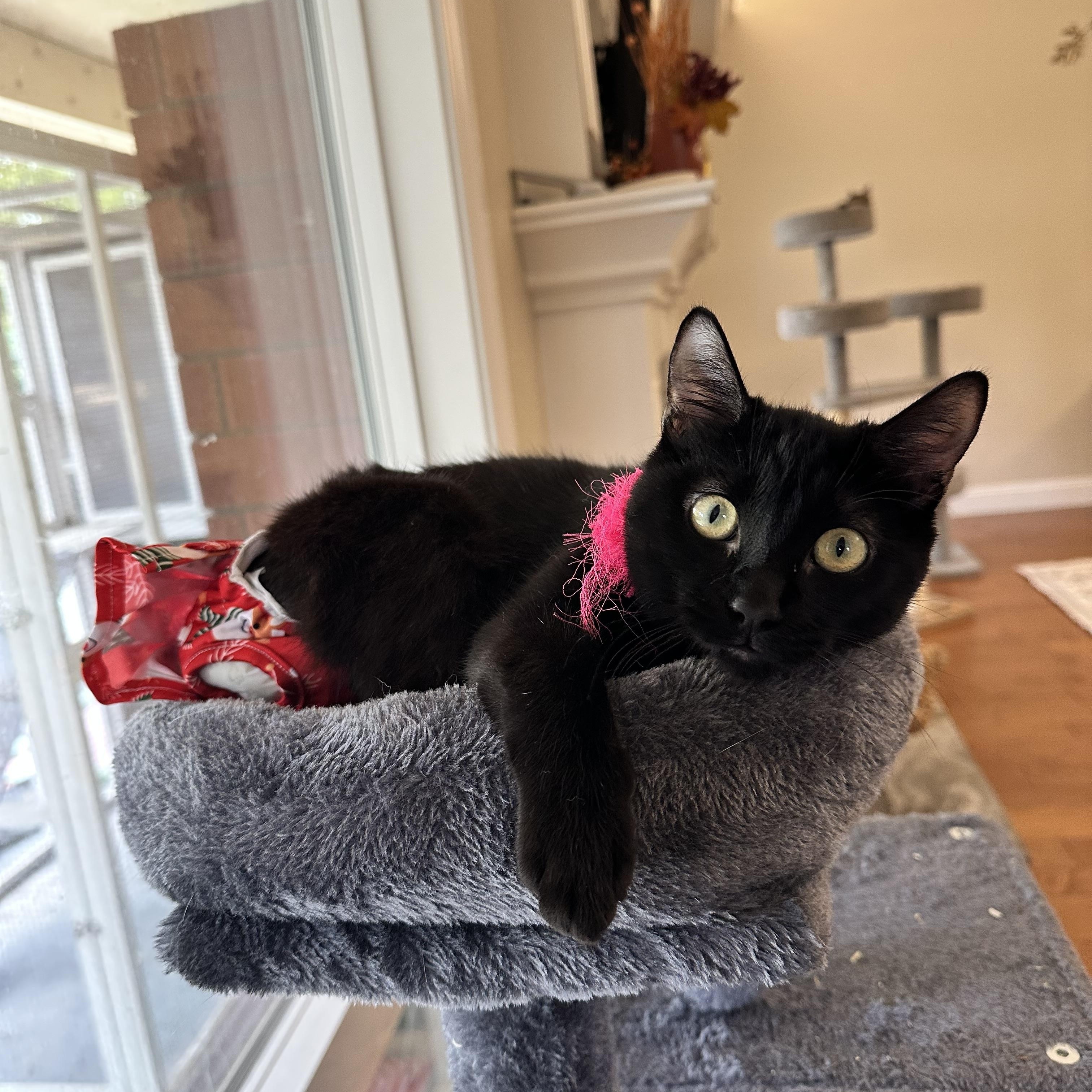 Enlarge Ophelia, a ADOPTABLE Domestic Short Hair in Visalia, CA image 2/6