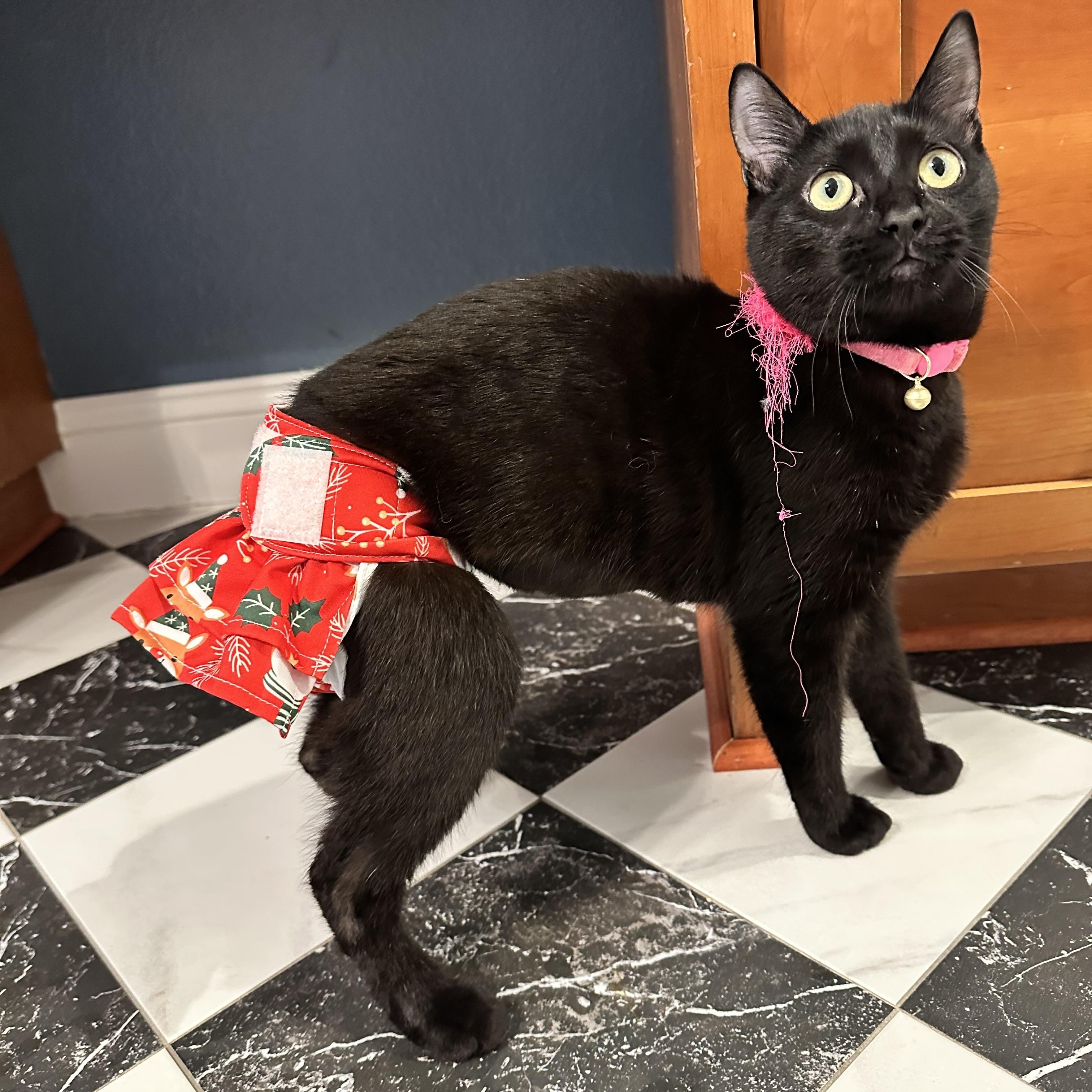 Ophelia, ADOPTABLE, Kitten Female Domestic Short Hair.