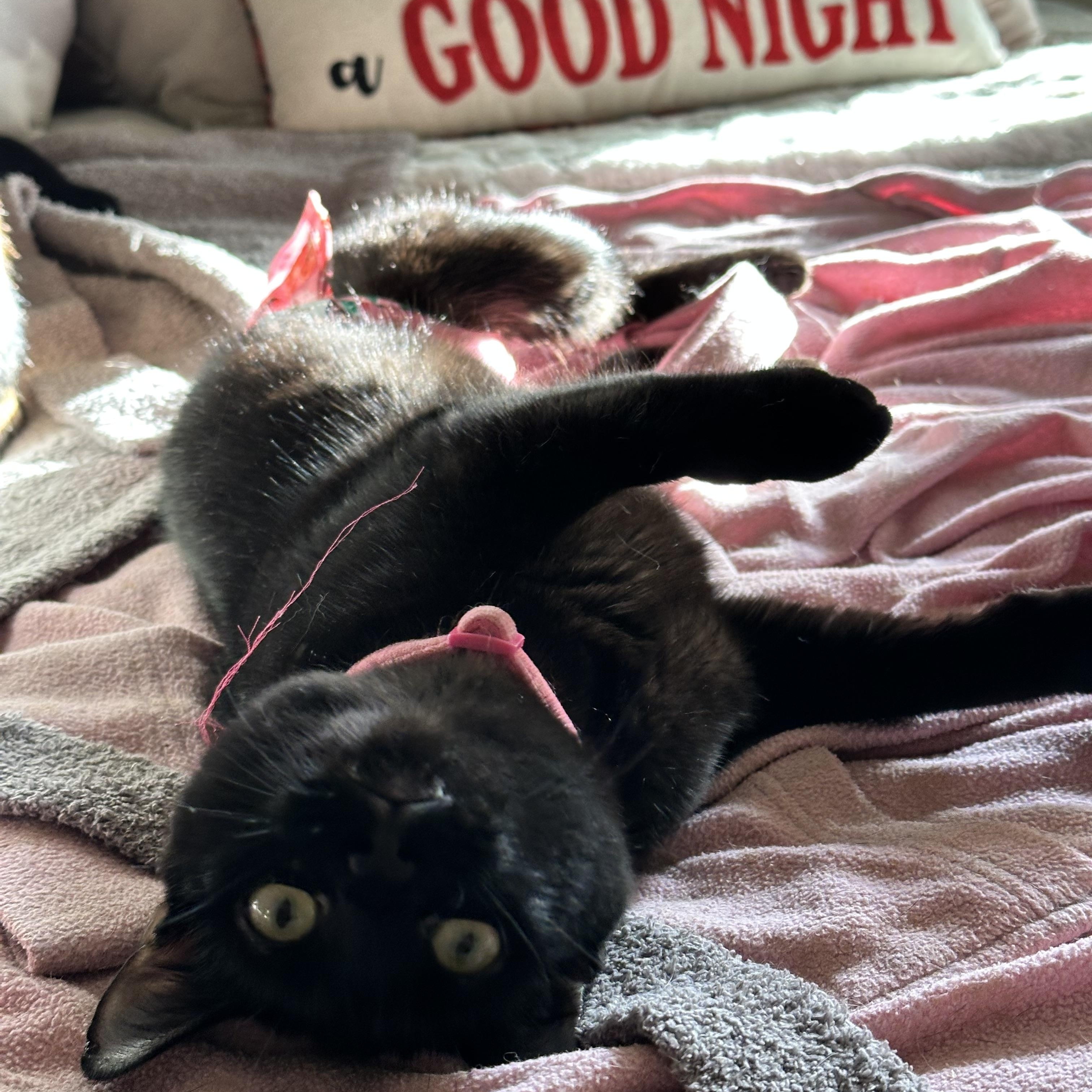 Enlarge Ophelia, a ADOPTABLE Domestic Short Hair in Visalia, CA image 6/6