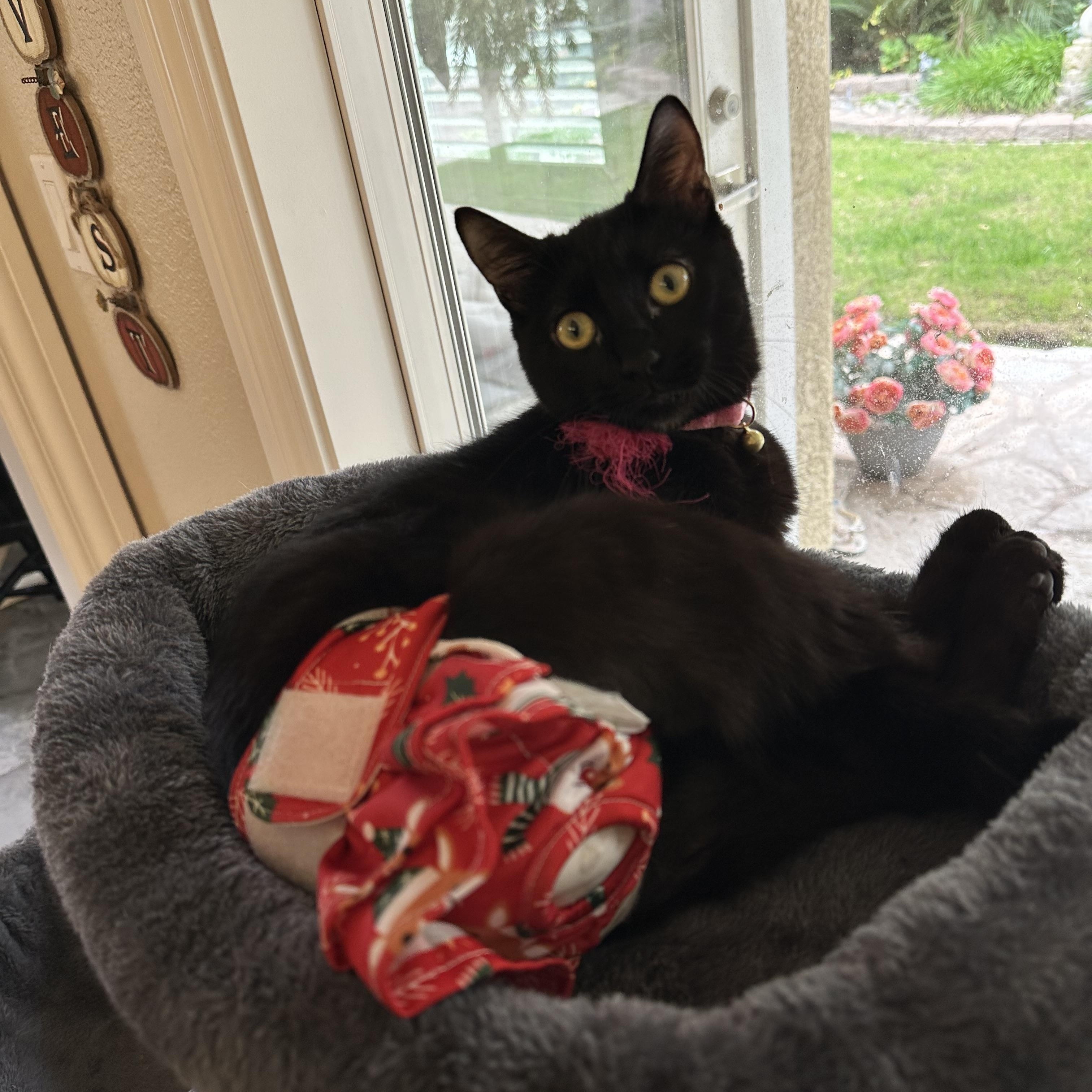 Enlarge Ophelia, a ADOPTABLE Domestic Short Hair in Visalia, CA image 3/6