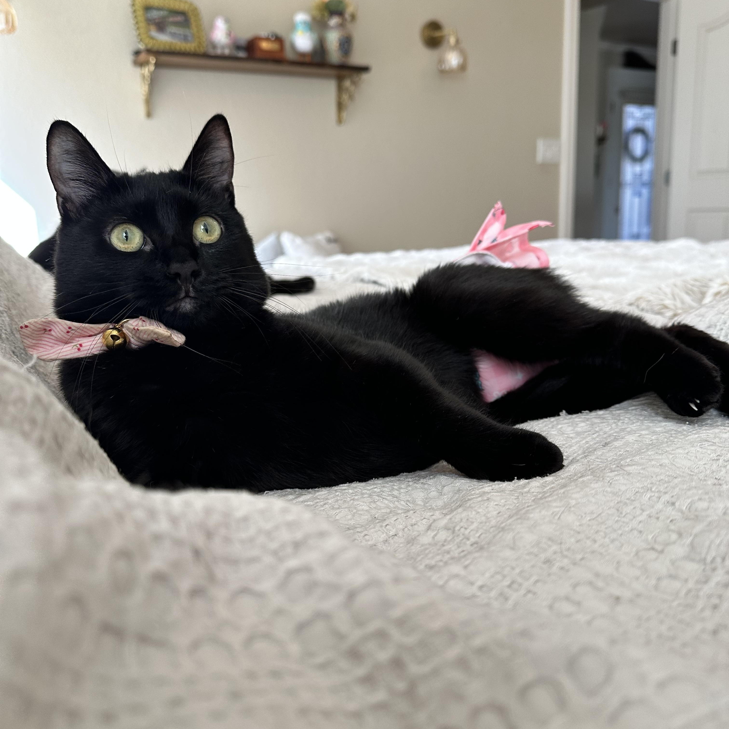 Enlarge Ophelia, a ADOPTABLE Domestic Short Hair in Visalia, CA image 2/6