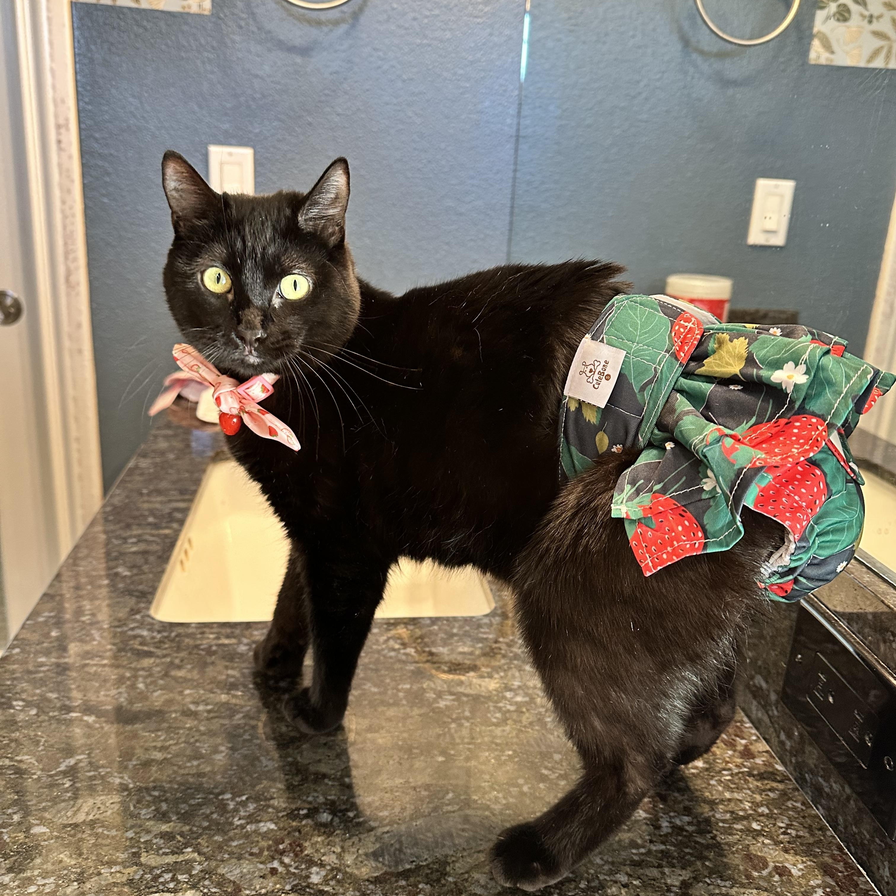 Enlarge Ophelia, a ADOPTABLE Domestic Short Hair in Visalia, CA image 1/6
