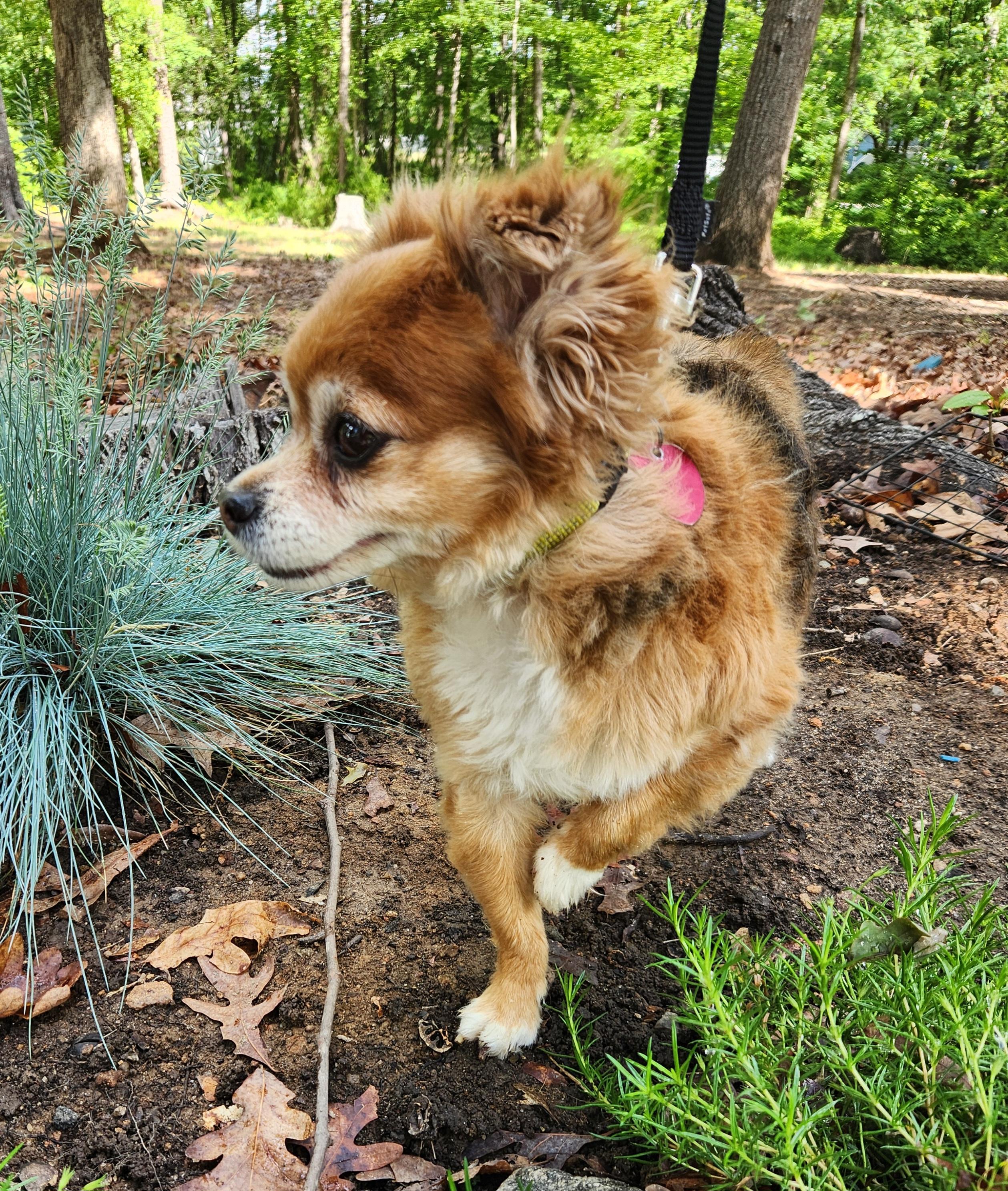 Lilly, an adopted Pomeranian in Pelzer, SC image 5/6