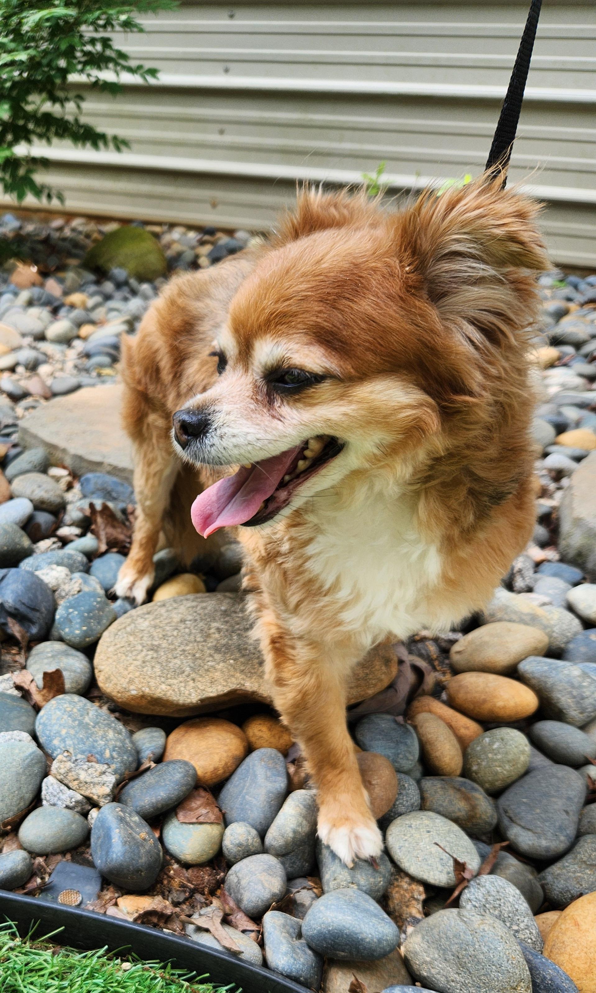 Lilly, an adopted Pomeranian in Pelzer, SC image 4/6