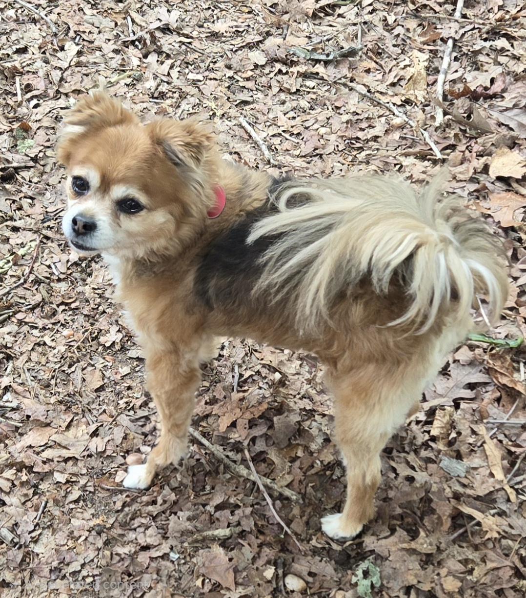 Lilly, an adopted Pomeranian in Pelzer, SC image 3/6