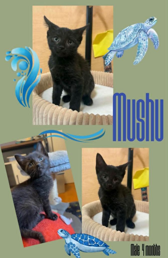 Enlarge Mushu, a Adoptable mixed breed in Blountville, TN image 1/1