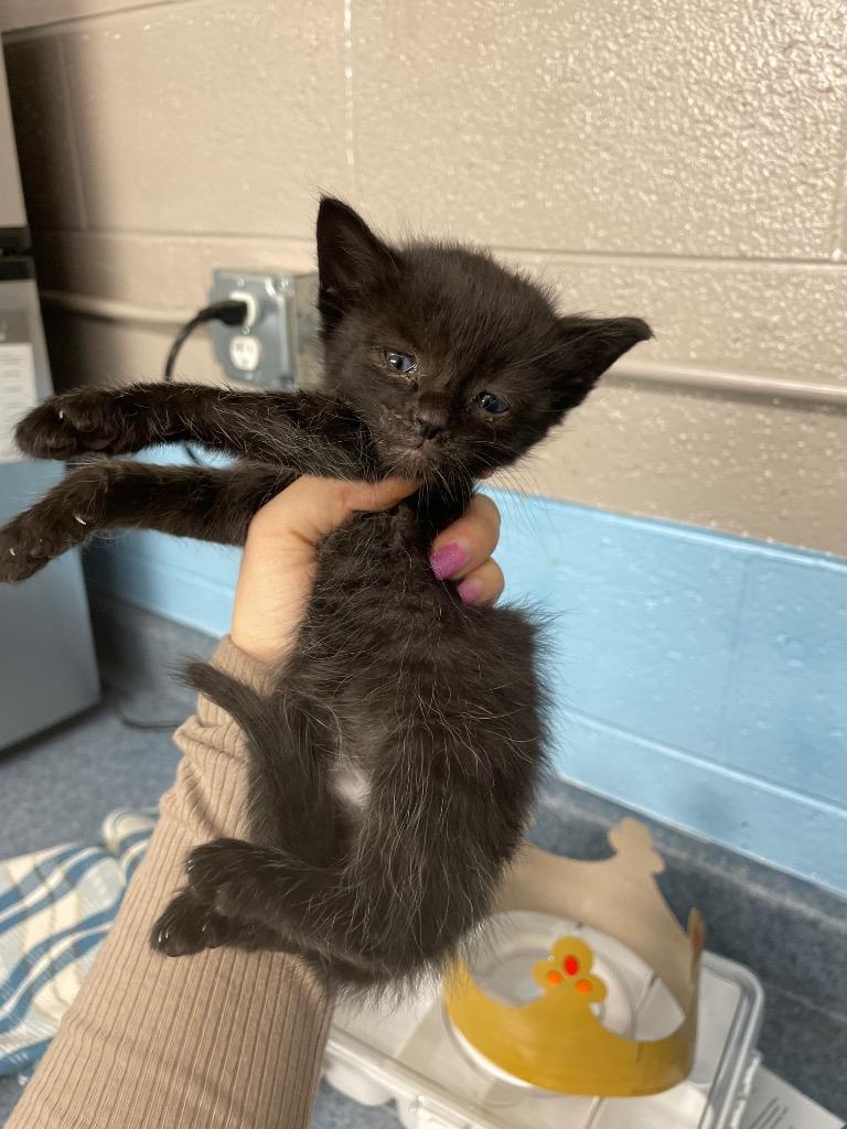 Mushu, Adoptable, Kitten Male Domestic Short Hair.