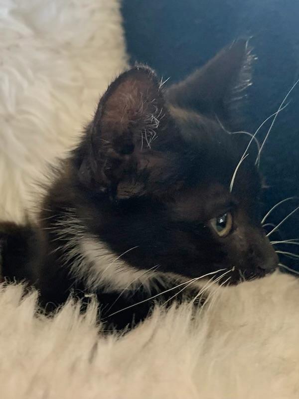 Enlarge Sibby, a ADOPTABLE Tuxedo in Pasco, WA image 6/6