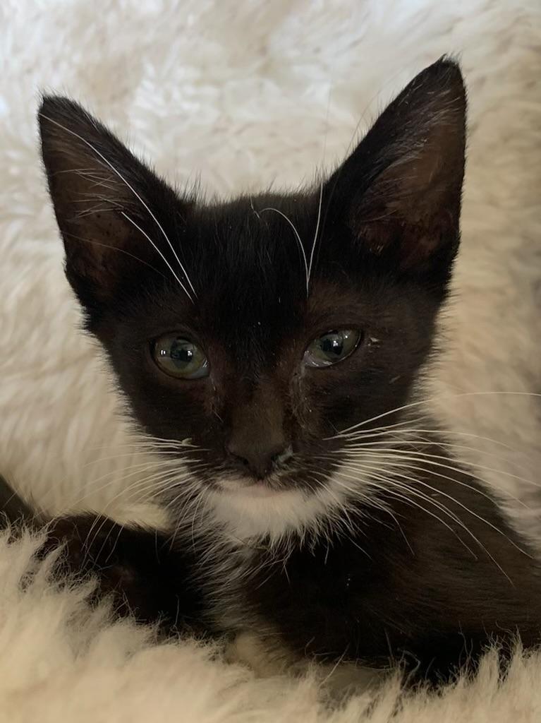 Enlarge Sibby, a ADOPTABLE Tuxedo in Pasco, WA image 4/6