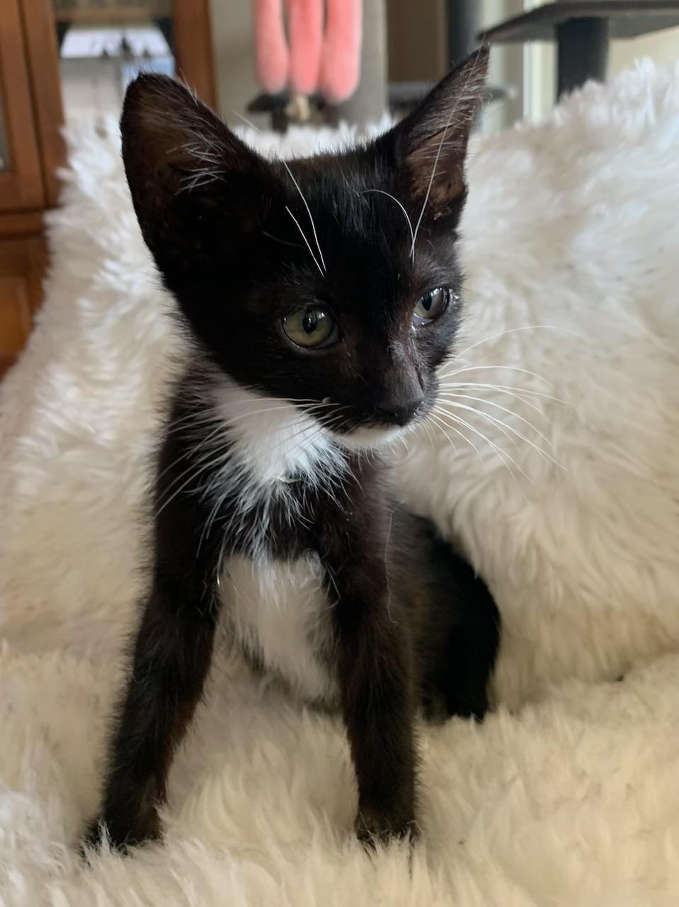 Enlarge Sibby, a ADOPTABLE Tuxedo in Pasco, WA image 2/6