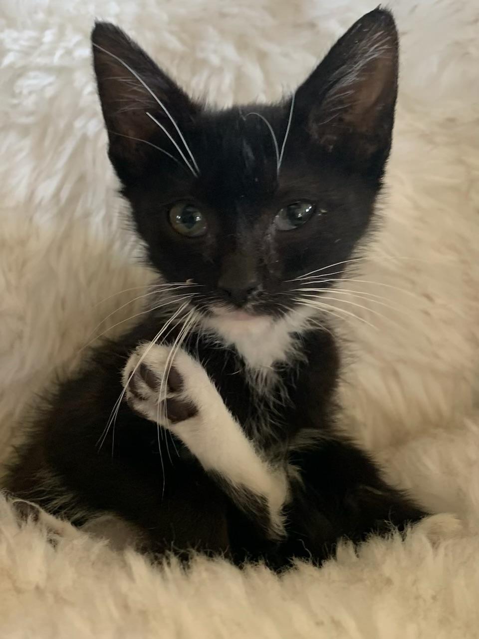 Enlarge Sibby, a ADOPTABLE Tuxedo in Pasco, WA image 3/6